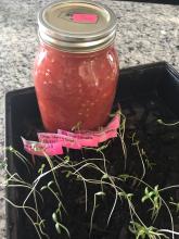 Tomatoes Canned and transplant